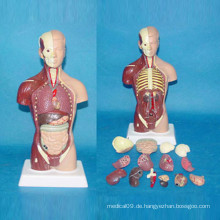 28cm Amerikanische Musclar Torso Medizinische Anatomie Körper Modell